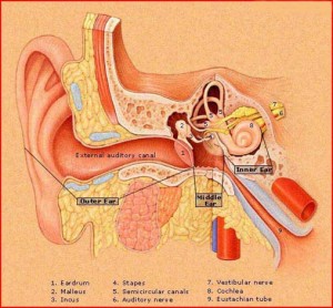 Eustachian tube.