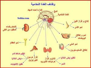 النخامية